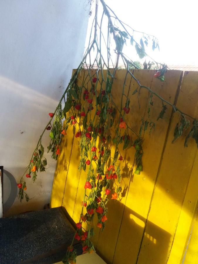 Hársfák Mezokovacshaza Exterior foto